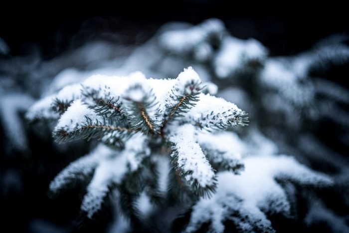 uk hedging plants protected for the winter